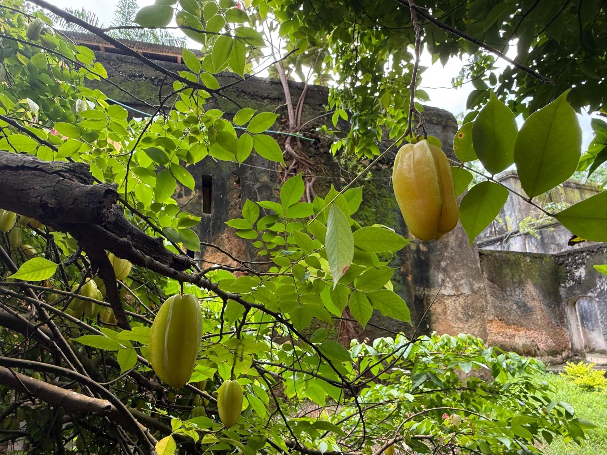 Mbweni Ruins & Gardens Previously Jungle Paradise Zanzibar Zewnętrze zdjęcie
