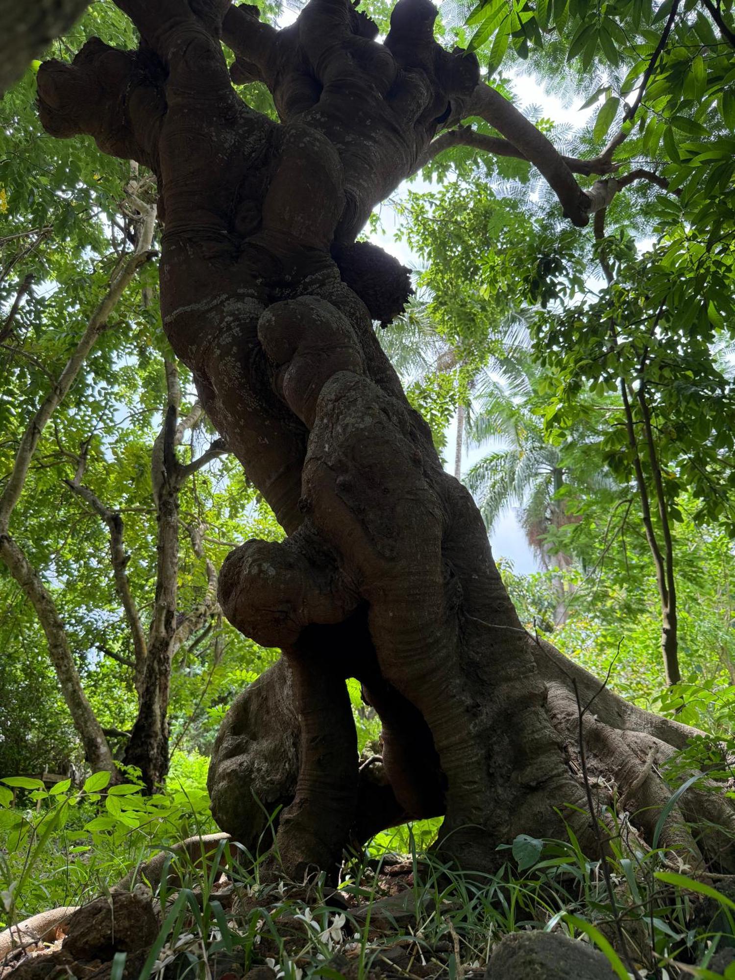 Mbweni Ruins & Gardens Previously Jungle Paradise Zanzibar Zewnętrze zdjęcie